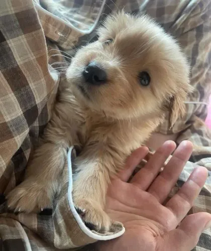 Filhote Golden Retriever, O lar perfeito para um filhote? O seu!