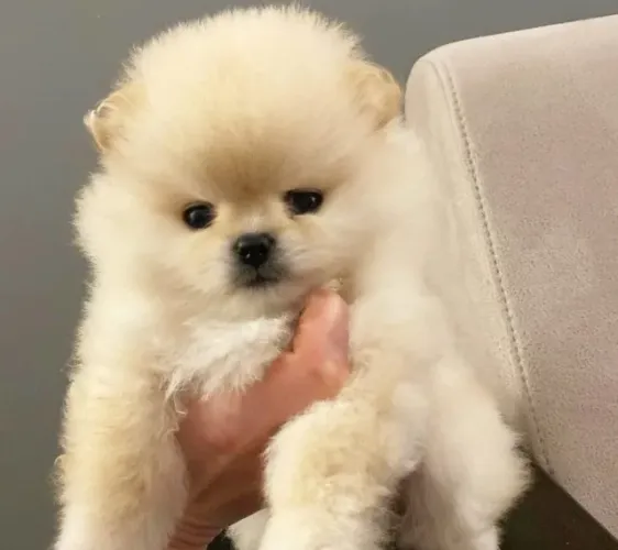 Lulu da Pomerânia - Muito amor em quatro patinhas
