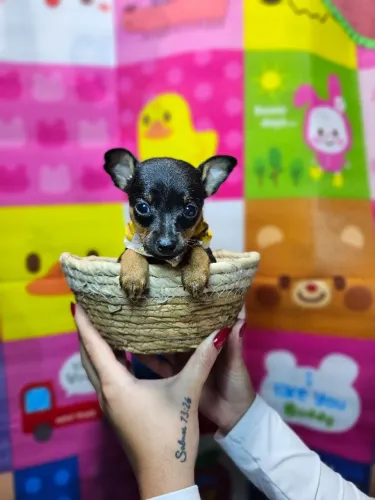 Filhotes Pinscher/Pincher/Pinsher/Pintier sociáveis, atentos e carinhosos