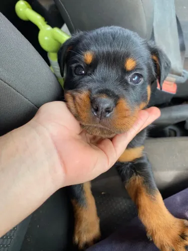     Filhote Rottweiler macho disponível