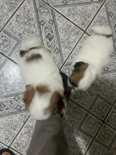 Filhotes de shih tzu
