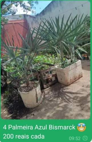 4 Palmeira Azul Bismarck grande prontas para plantar 200 reais cada 