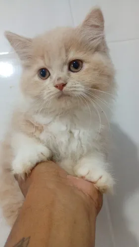 Gato Britsh