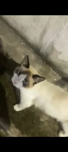 Gatinha castrada