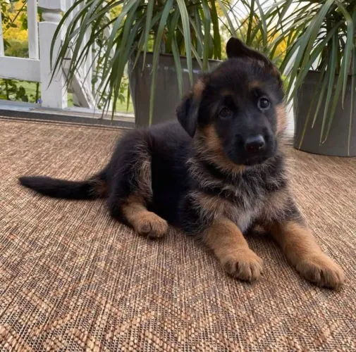 Pastor alemão Uma oportunidade para conhecer esse doguinho