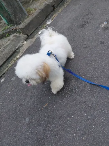 Vendo shih tzu com 4 meses 