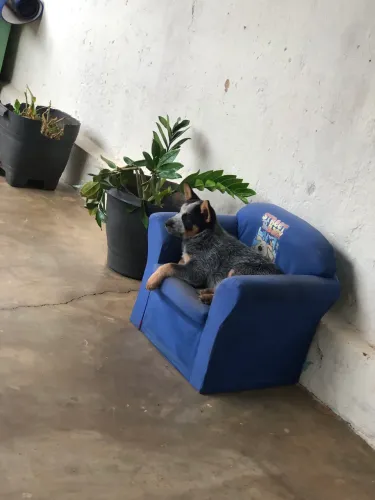 Dogs