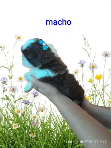 Filhotes de Shitzu machinhos para venda 850,00 cada