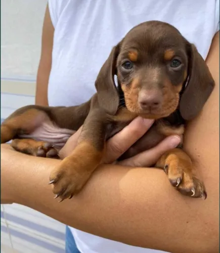 Filhotes de Dachshund com procedência