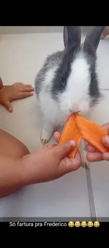 Coelho filhote dócil 