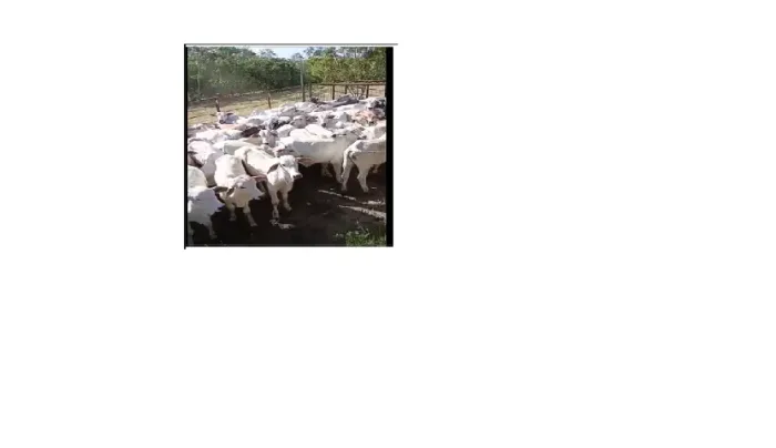 Vendo Garrote Nelore de 9 a 10 arrobas, preço ocasião