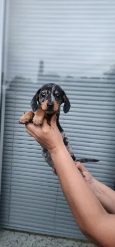 Basset/Teckel - Maravilhosos filhotes Com Pedigree!!!
