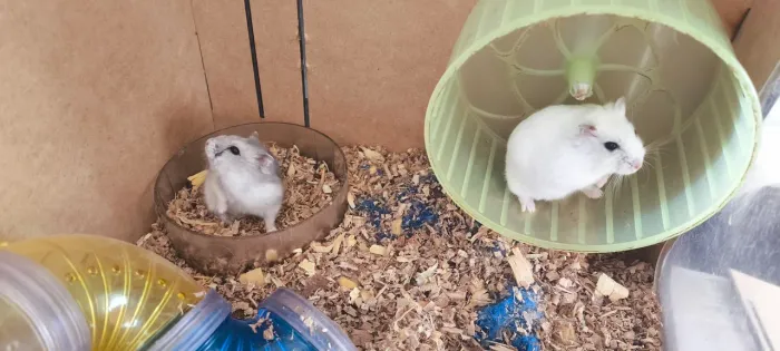 Hamster anão casal