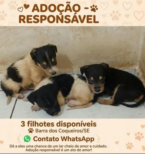 Filhotes para doação