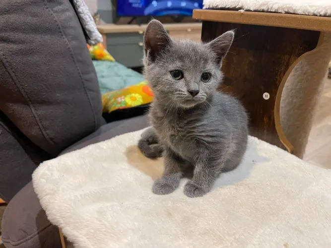Russian blue hipoalergenico