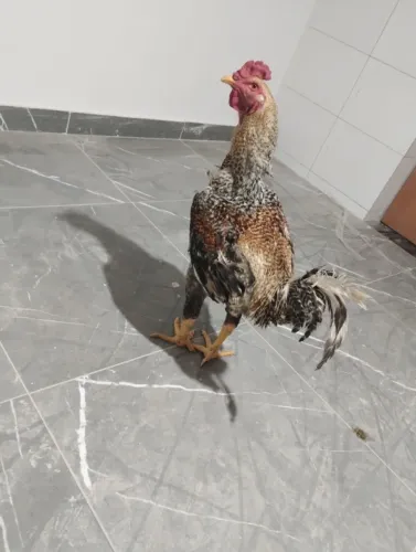 Galo de grande porte