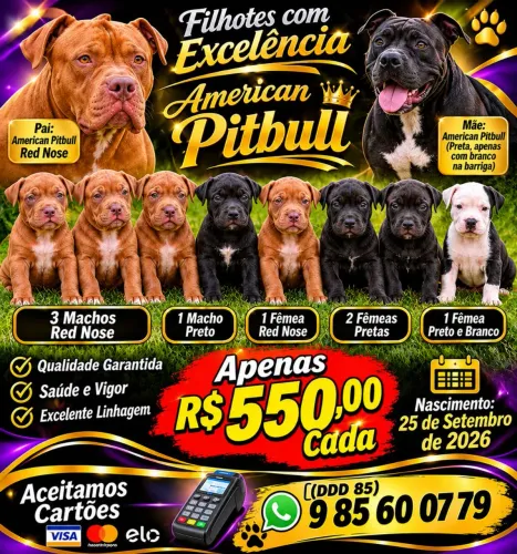 American PITBULL 