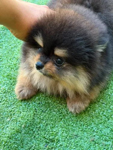 LULU DA POMERÂNIA ANÃO | BLACK & TAN | PEDIGREE