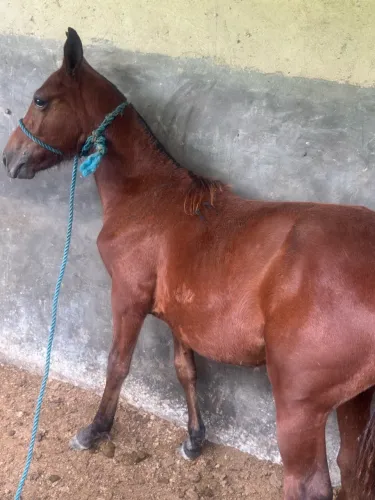 Vendo potro castanho