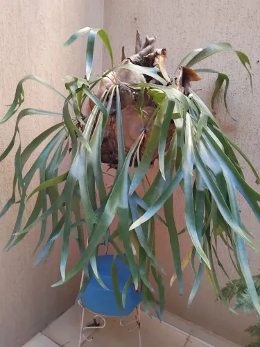 Planta samambaia