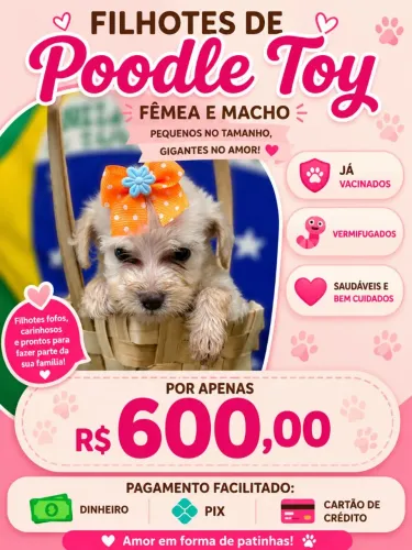 Poodle toy