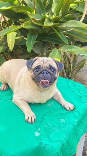 Pug fêmea disponível 