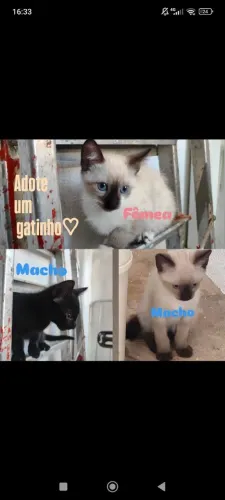 Gato para doação 