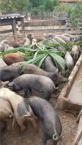 Doação de porcos