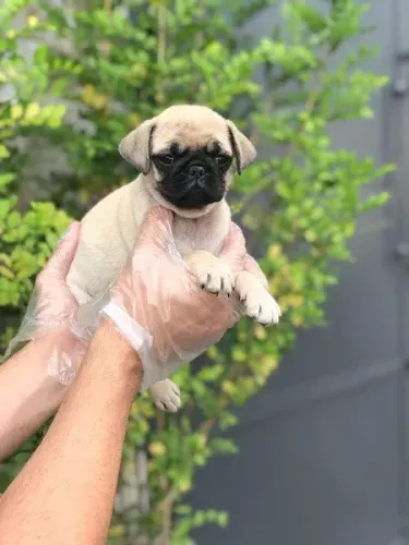Pug filhotes de 45 a 60 dias, a pronta entrega