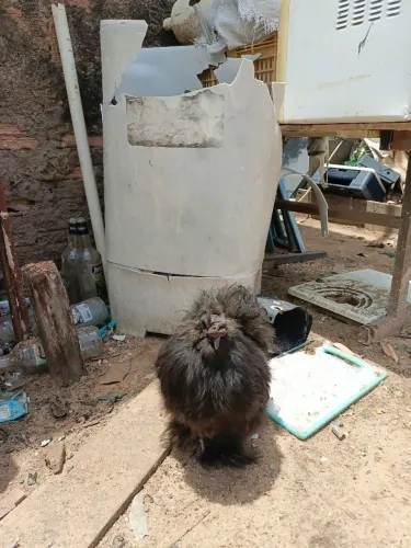 Galo sedoso (silkie)