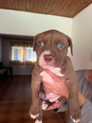 Filhote pitbull fêmea e macho 