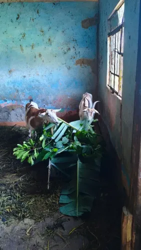 Vendo 2 cabras