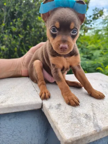 Filhote de Pinscher Zer0 disponível em Campinas e região
