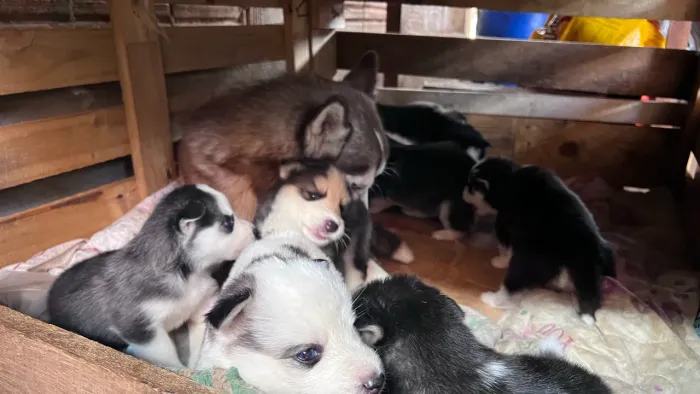 Filhote de Husky Siberiano