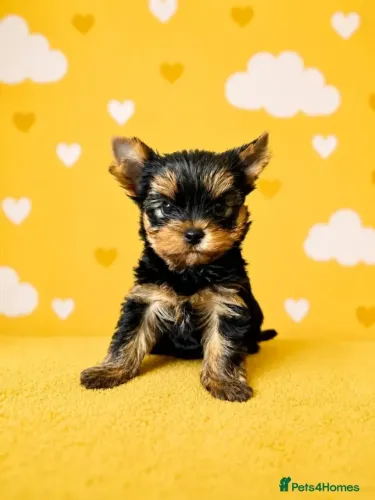 Filhote de cachorro Yorkshire/York espertos e muito afetuosos