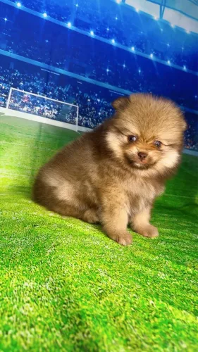 Lulu da Pomerania chocolate