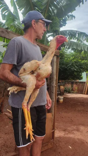 Frango índio gigante