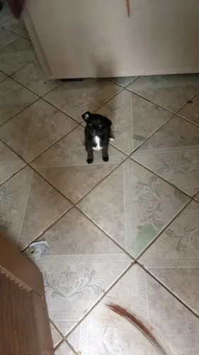 Filhote de Pinscher