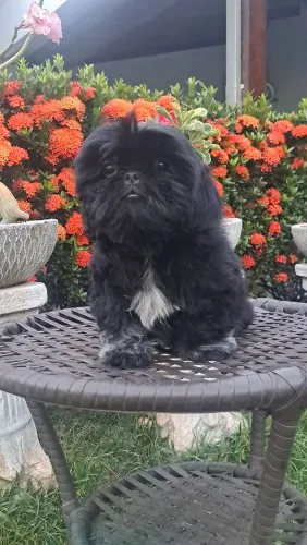 Venda de filhotes shih tzu.