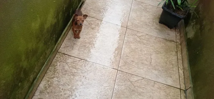 Pinscher fêmea 4 meses 