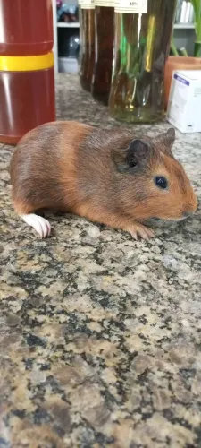 Vendo porquinho da índia