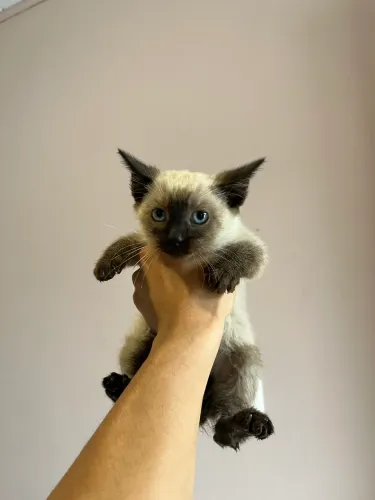 Gatinha para adoção 