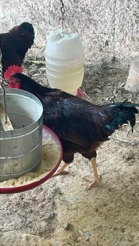 Galos Rhode island red