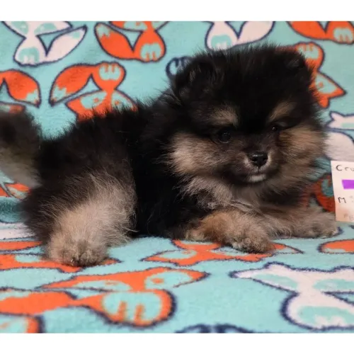 Lulu Da Pomerania:A raposinha de pelúcia mais glamourosa e fofa do mundo!