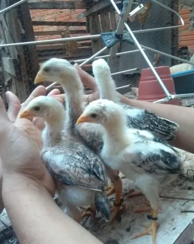 Pintinhos índio gigante 