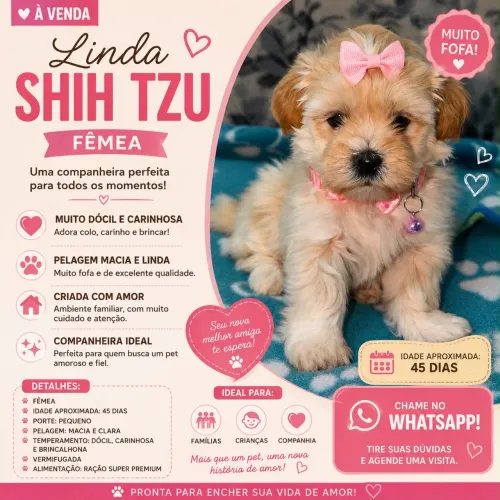 Shih tzu Fêmea , muito fofa e carinhosa