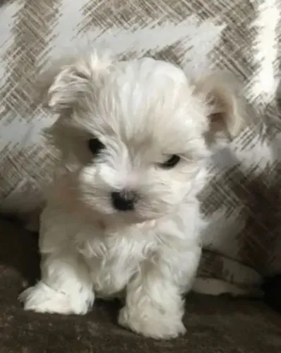 Filhote de Maltês Uma Fofura Para Fazer Parte da Família