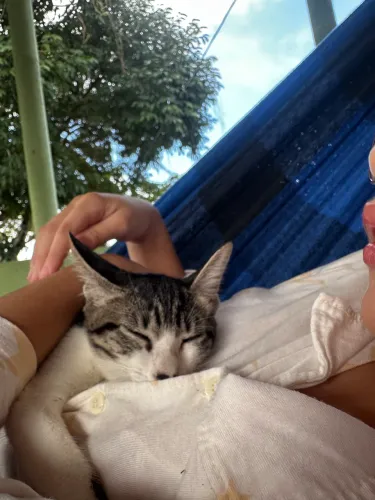 Gata filhote 