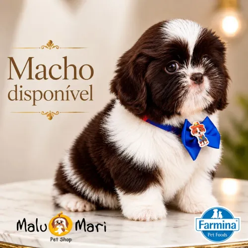 Shihtzu macho chocolate e branco 