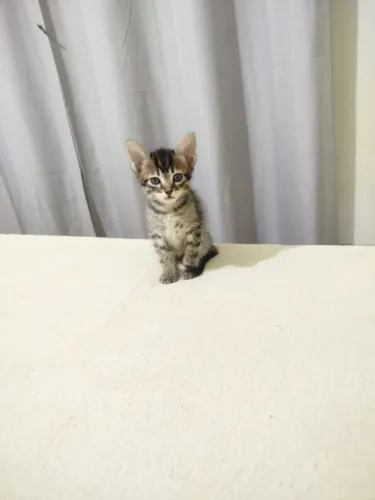 Adoção responsável de gatinho